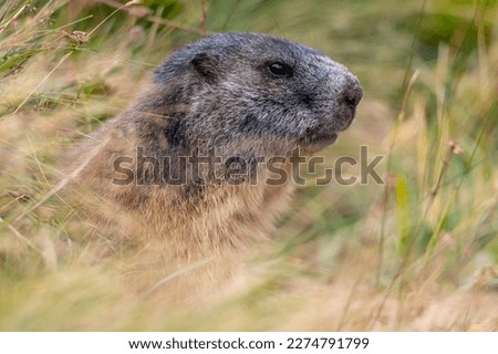 Portrait of the alpine marmot sitting in the mountains in autumn with colorful blueberries
in the austrian alps in the hohe tauern mountains