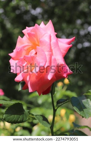 Cherry, yellow and apricot color Modern Shrub Rose Freisinger Morgenröte flowers in a garden in July 2022