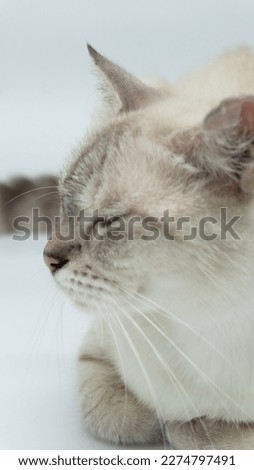 White cat with light blue eyes. Close up photograph. Cat on isolated white background.