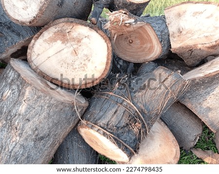 pile of freshly felled tree trunks