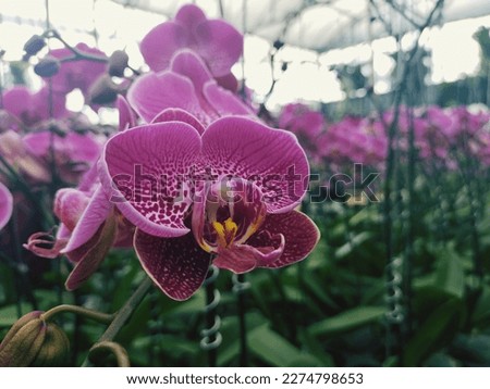 Photograph of a orchid flower. Orchid plants are epiphytes, that is, they live attached to plants or trees that serve as their hosts. So the orchid adapted by sticking to other trees