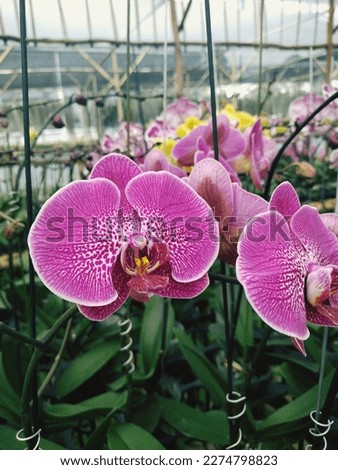 Photograph of a orchid flower. Orchid plants are epiphytes, that is, they live attached to plants or trees that serve as their hosts. So the orchid adapted by sticking to other trees Royalty-Free Stock Photo #2274798823