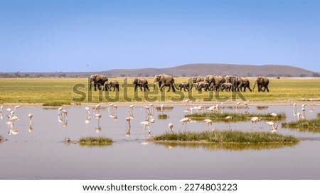 A herd of elephants ( Loxodonta Africana) and a flock of lesser Flamingo (Phoenicopterus minor) foraging, Amboseli National Park, Kenya. Royalty-Free Stock Photo #2274803223