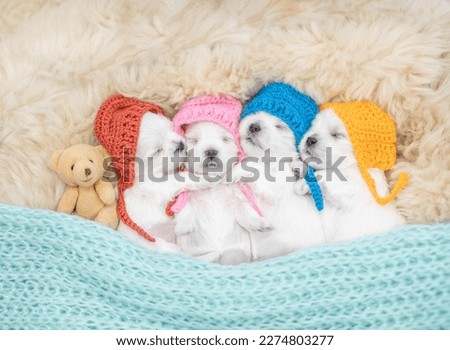 Four tiny white Lapdog puppies wearing warm hats sleep with toy bear on a bed at home. Top down view Royalty-Free Stock Photo #2274803277