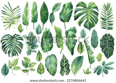 Palm leaves set, watercolor botanical painting. Jungle illustrations, monstera and banana leaf. Tropical green plant.
