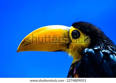 Toucan in Brazil, located in the Paraíba Valley, São Paulo.