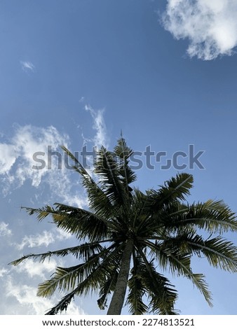 a photo of a coconut tree in the afternoon with a very beautiful sky as a background