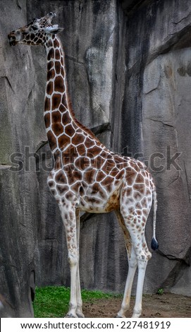 One giraffe with long neck, licking rock