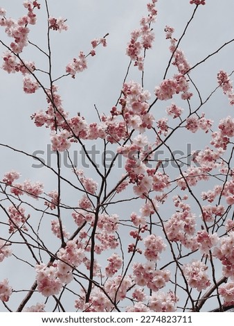 Beautiful pink flowers on tree branches