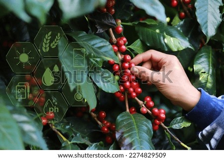 hand plantation coffee berries with farmer harvest in farm.harvesting Robusta and arabica  coffee berries by agriculturist hands,Worker Harvest arabica coffee berries on its branch, harvest concept.