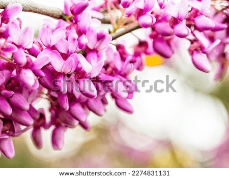 Cercis siliquastrum or Judas tree, ornamental tree blooming with beautiful pink colored flowers. Eastern redbud tree blossoms in spring time. Soft focus, blurred background. Spring in Israel Royalty-Free Stock Photo #2274831131