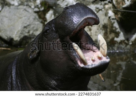 Hippopotamus is a large semiaquatic mammal native to sub-Saharan Africa. Picture of Hippo opening its mouth in Taman Safari, Indonesia.