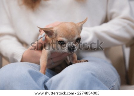 Chihuahua dog, little miniature puppy on hands of unrecognisable person, young woman