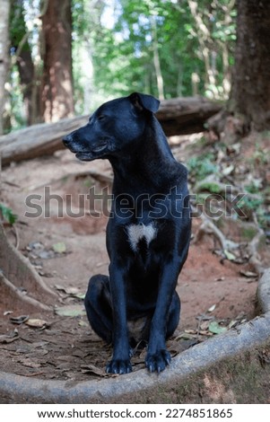 Portrait of beautiful black dog on a trail in rain forest, Chiang Mai, Thailand.