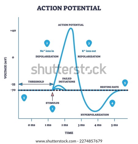 Action potential and neuron membrane spike after stimulus outline diagram. Labeled educational scheme with threshold, depolarization, hyperpolarization and repolarization on axis vector illustration. Royalty-Free Stock Photo #2274857679