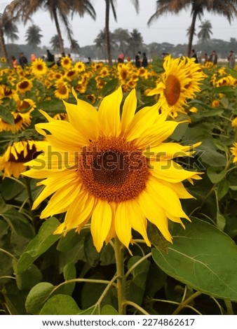 Sunflower is an annual flowering plant. Sunflower plants grow up to 3 m (9.8 ft) tall, with flowers up to 30 cm (12 in) in diameter . The flower looks a bit like the sun and is so named because it fac