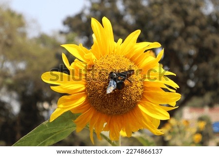 the beautiful pictur of sunflower