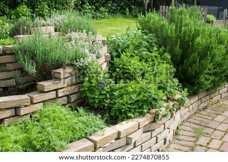 herb spiral in the garden with fresh herbs Royalty-Free Stock Photo #2274870855