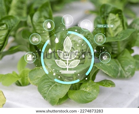 green oak lettuce salad, organic hydroponic vegetable in greenhouse garden nursery farm with visual icon, healthy food digital technology agriculture, smart farming concept