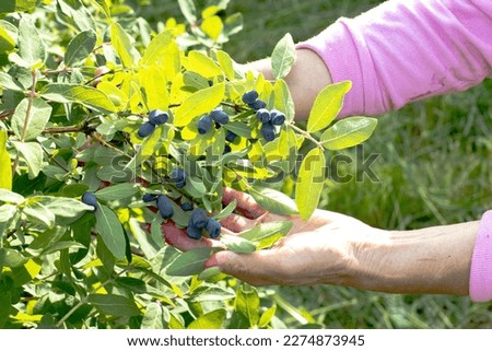 Honeysuckle branches with ripe berries, female hands hold branches with honeysuckle berries Royalty-Free Stock Photo #2274873945