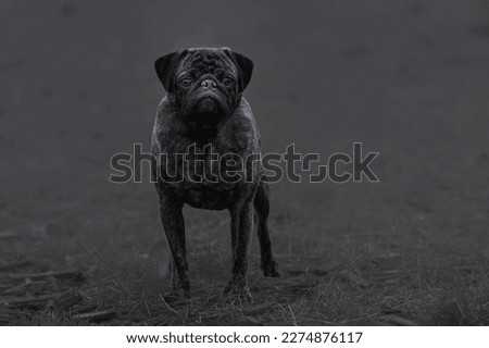 STRAIGHT PHOTOGRAPH OF A BLACK AND GRAY PUG STANDING IN A FOGGY FIELD
