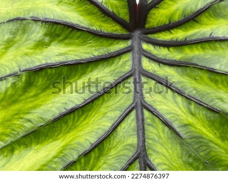 Green leaf background texture macro photography. Colocasia Pharaoh’s Mask.