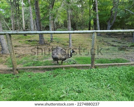 An emu lingering around the side of a cage wall within its pen.