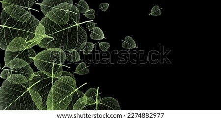 leaves skeletons with veins and cells on black background
