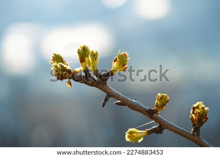 the buds of a fruit tree. detail. photo in March.