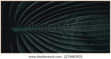Moody dark aesthetic jungle leaf tropical botanical background texture, new naturalism summer concept