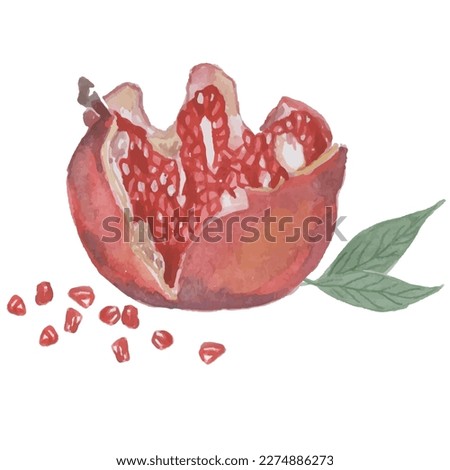 Vector watercolor fruit pomegranate on white background