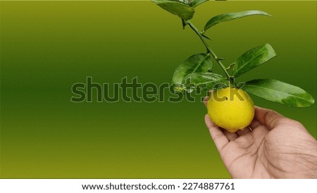 Lisbon lemon with leaf 8K. The lemon is a species of small evergreen trees in the flowering plant family Rutaceae. Real lemon with leaf in hand picture.