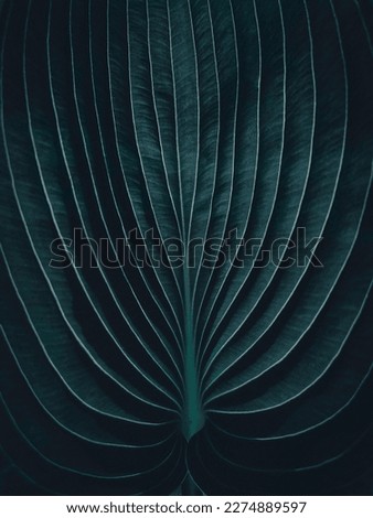 Macro abstract view of an exotic, tropical jungle style Hosta leaf, dark moody aesthetic botanical background Royalty-Free Stock Photo #2274889597