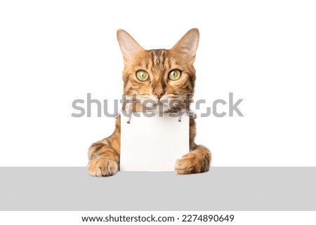 Portrait of a Bengal cat with a cardboard white banner in its paws on a white background. Copy space.