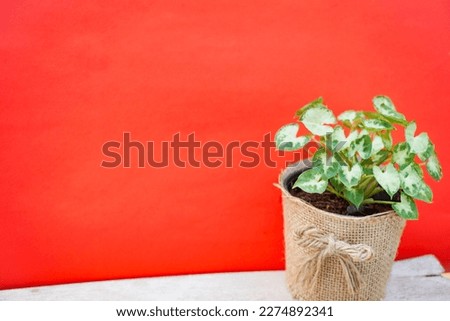 Green ornamental plants on brown containers On the red background Is a background image or decoration