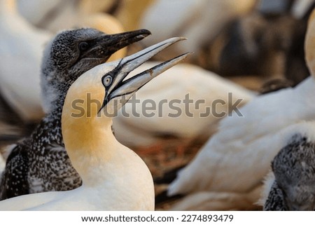 Shot of a colony of northern terns nesting in germany. Portrait of Northern Gannet - Sula bassana	. 
