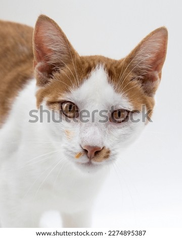 Domestic cat isolated white background