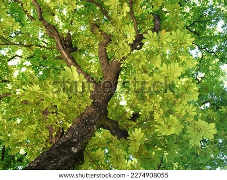 A chestnut tree in Paris. With green leaves.
