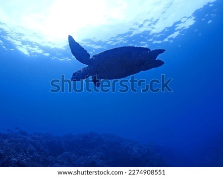A sea turtle swimming leisurely in the sea in Kerama, Okinawa