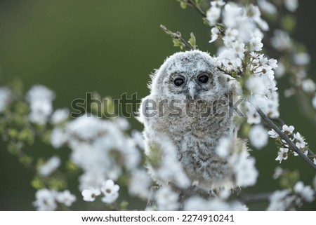 Juvenile Tawny owl (Strix aluco) just out from the nest in a cherry plum (Prunus cerasifera). In spring, cherry plum trees unveil their intensely fragrant flowers and one of the first blossom trees. Royalty-Free Stock Photo #2274910241