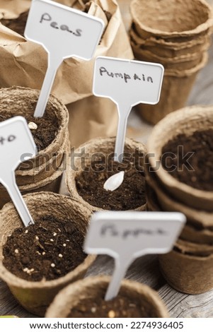 Seeds in a biodegradable peat pots on a wooden background. Pumpkin, pepper and peas seeds sowing at springtime