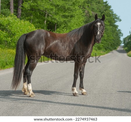 tennessee walker horse conformation shot full body image of purebred tennessee walker standing on road in leather halter black horse with four white markings or socks on lower legs black mane and tail Royalty-Free Stock Photo #2274937463