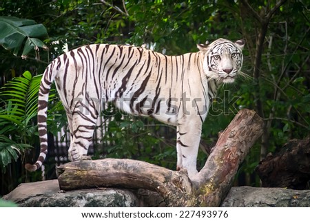 White tiger in a zoo stood looking people.
