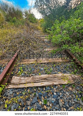 train tracks surrounded by weeds 