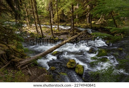 Fast forest stream in the forest. Forest river stream flowing. River stream in forest. Mossy forest river stream flowing Royalty-Free Stock Photo #2274940841