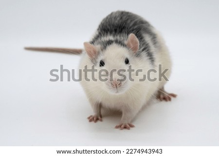 domestic pet fancy rat on isolated white background black roan 