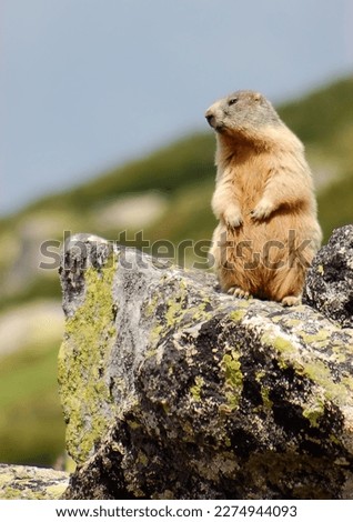 Alpine marmot (Marmota marmota) in summer