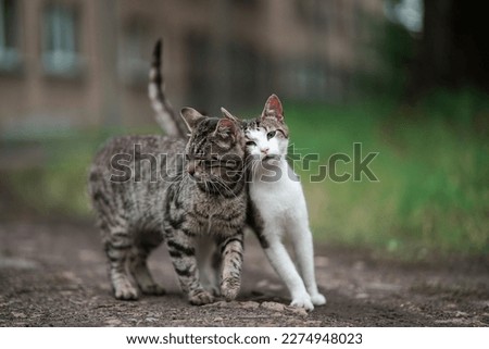 Feral cats in the city Royalty-Free Stock Photo #2274948023