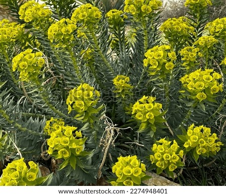 This beautiful bright yellow Myrtle spurge plant is a succulent blooming in the California high desert.