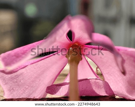 Macro photography of a flower called Madagascar Periwinkle. flower closeup shots in the morning sunny environment.